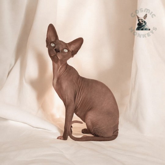 Lavande Femelle Sphynx