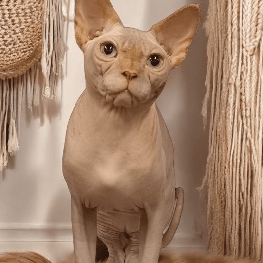 Major Mâle Sphynx