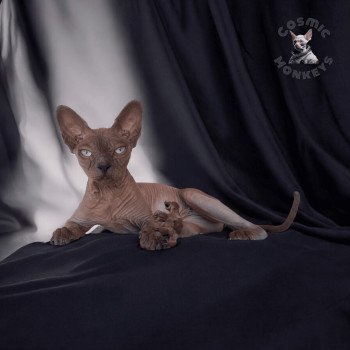 chat Sphynx blue mink Turlutte des 1001 Trésors Cosmic Monkeys chat Sphynx blue mink Turlutte des 1001 Trésors Cosmic Monkeys