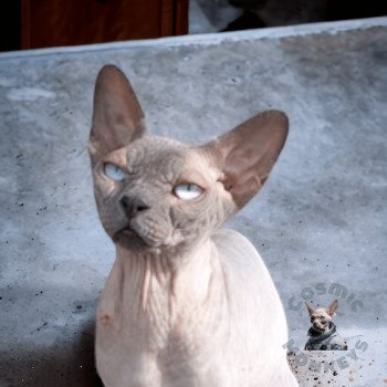 chat Sphynx blue mink Turlutte Cosmic Monkeys chat Sphynx blue mink Turlutte Cosmic Monkeys